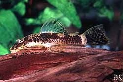 Ancistrus sp. (3)
