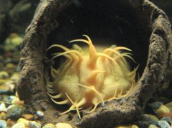 Ancistrus sp. (3)