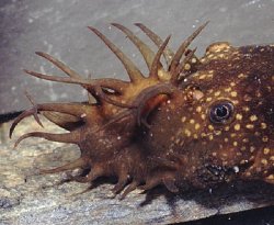 Ancistrus sp. (3)