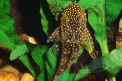 Ancistrus sp. (3)