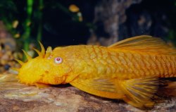 Ancistrus sp. (3)