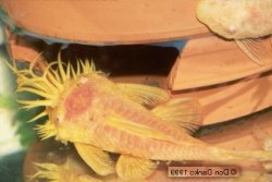 Ancistrus sp. (3)