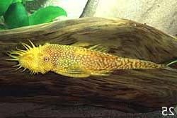 Ancistrus sp. (3)