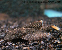 Ancistrus sp. (3)