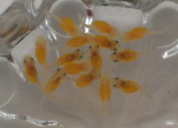 Ancistrus sp. (3)