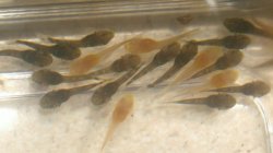 Ancistrus sp. (3)