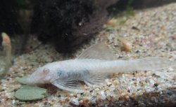 Ancistrus sp. (3)