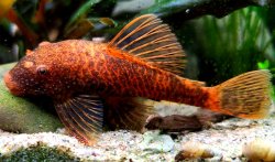 Ancistrus sp. (3)