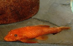 Ancistrus sp. (3)