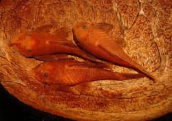 Ancistrus sp. (3)