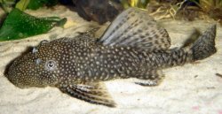 Ancistrus sp. (3)