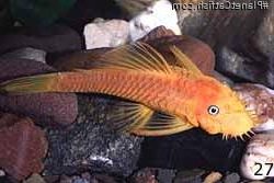 Ancistrus sp. (4)