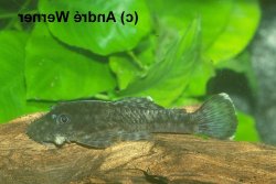 Ancistrus sp. (L279) - Click for species page