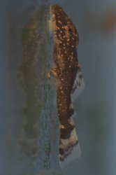 Ancistrus sp. (L338)