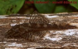 Ancistrus sp. (L357) - Click for species page