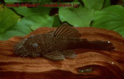 Ancistrus sp. (L359) - Click for species page