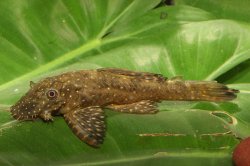 Ancistrus sp. (L463) - Click for species page