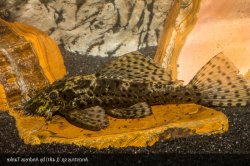 Ancistrus sp. (L481) - Click for species page