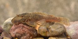 Ancistrus sp. (L506) - Click for species page