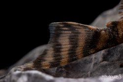 Ancistrus sp. `RIO PARAGUAY`