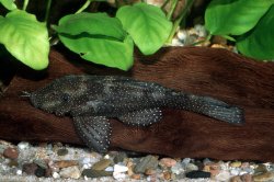 Ancistrus sp. (L071) - Click for species data page