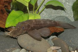 Ancistrus sp. (L088) - Click for species page