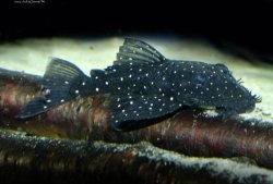 Ancistrus sp. (L107) - Click for species data page