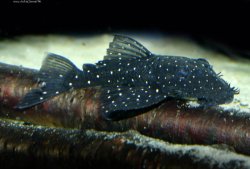 Ancistrus sp. (L107) - Click for species page