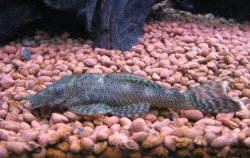 Ancistrus sp. (L111) - Click for species page