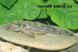 Ancistrus sp. (L125) - Click for species data page