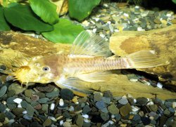 Ancistrus sp. (L144) - Click for species page