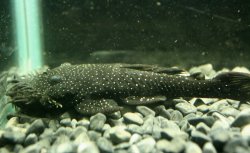 Ancistrus sp. (L255) - Click for species data page
