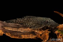 Ancistrus sp. (L349) - Click for species page