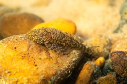 Ancistrus sp. (L352) - Click for species data page