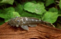 Ancistrus sp. (L355) - Click for species page