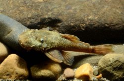 Ancistrus sp. (L511) - Click for species page