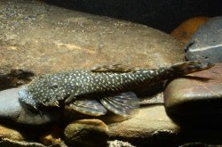 Ancistrus sp. (L512) - Click for species data page