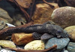 Ancistrus sp. (L513) - Click for species data page