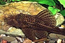 Ancistrus yanesha - Click for species data page