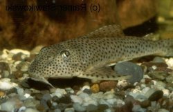 Aphanotorulus cf. unicolor - Click for species data page