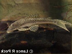 Aphanotorulus unicolor - Click for species data page