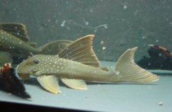 Baryancistrus demantoides