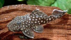 Baryancistrus sp. (L364) - Click for species page