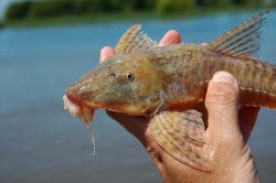 Brochiloricaria chauliodon