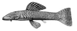 Chaetostoma anomalum