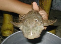 Chaetostoma cf. anale`napo`