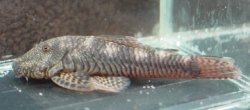 Chaetostoma cf. fischeri - Click for species page