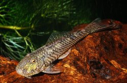 Chaetostoma dorsale