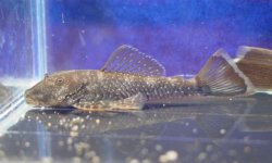 Chaetostoma dupouii - Click for species page