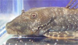 Chaetostoma dupouii